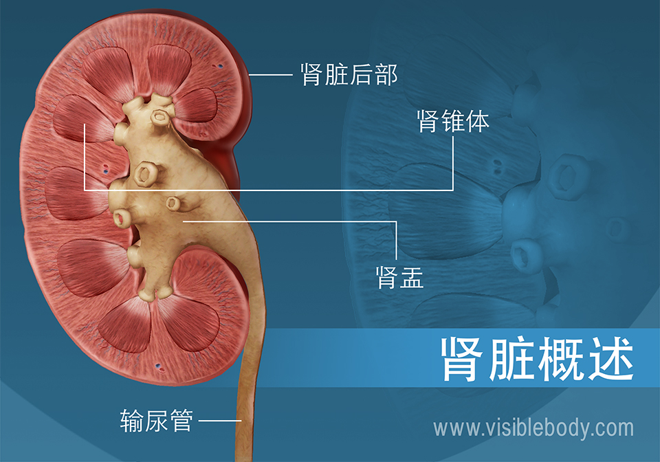 显示肾盂和肾锥体结构的肾脏截面图